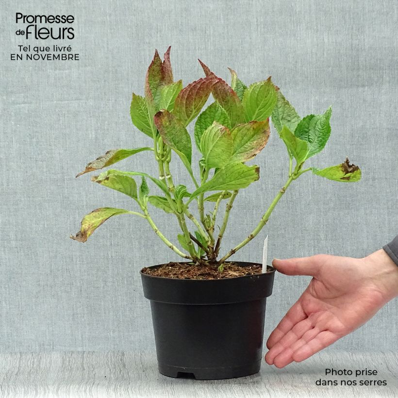 Hydrangea macrophylla Princess Diana 3L/4L pot sample as delivered in autumn