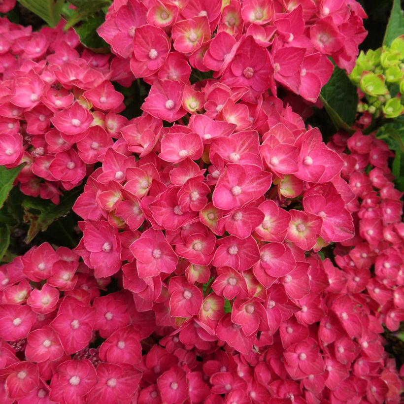 Hydrangea macrophylla Choco Love  (Flowering)