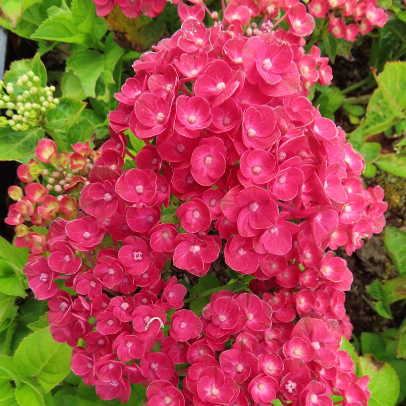 Hydrangea macrophylla Ferrari Love  (Flowering)