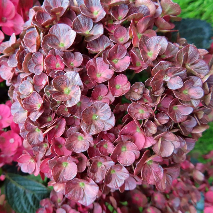 Hydrangea macrophylla Pistachio Love (Flowering)
