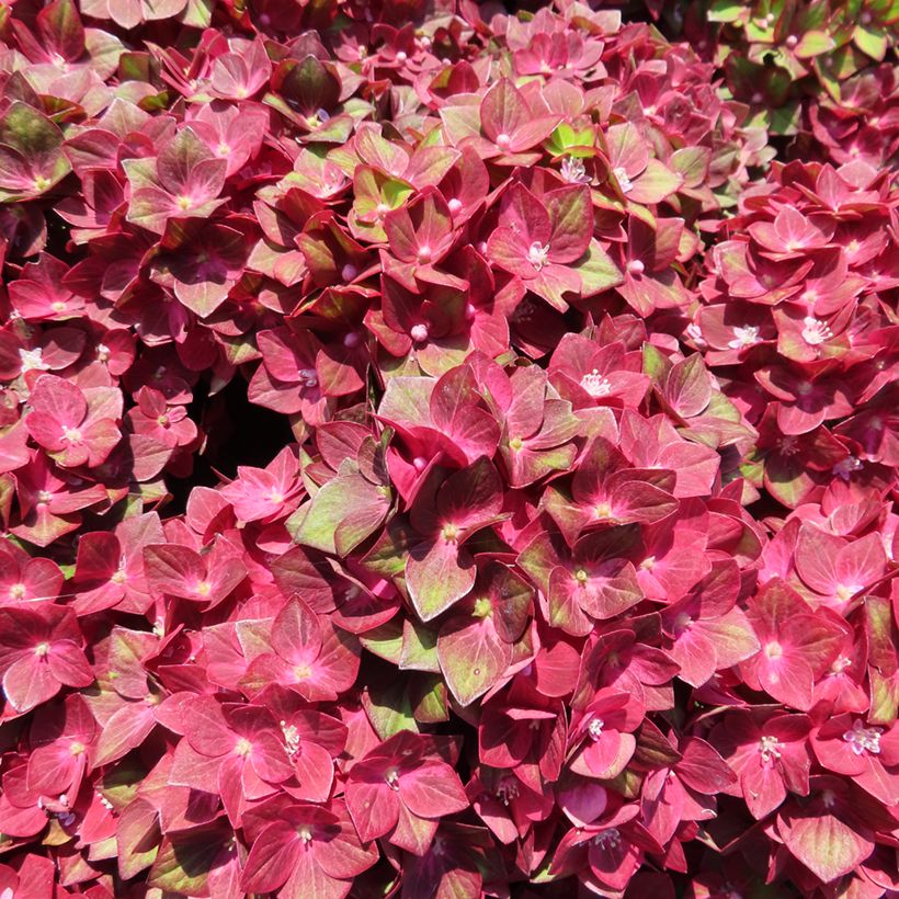 Hydrangea macrophylla Rebellion Red Love (Flowering)