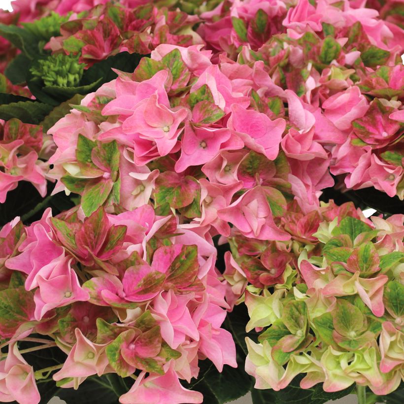 Hydrangea macrophylla Doppio Antico Fresco (Flowering)