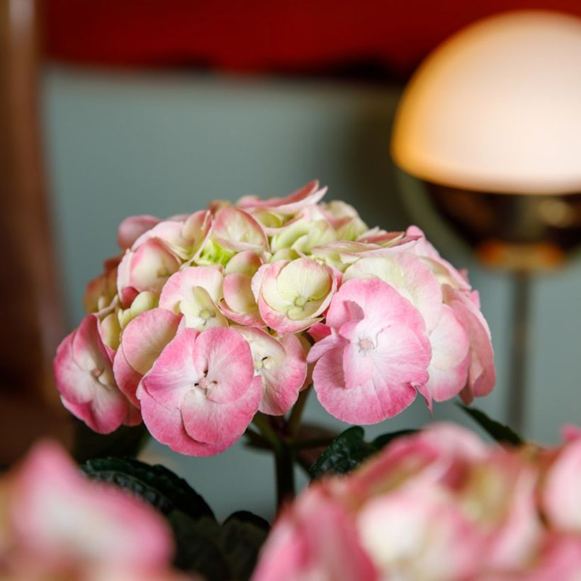Hydrangea macrophylla Dolce Chic  (Flowering)