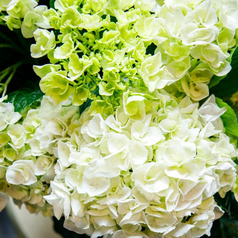 Hydrangea macrophylla Elegant Rosa  (Flowering)
