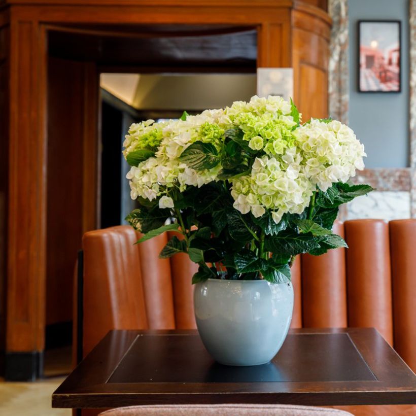 Hydrangea macrophylla Elegant Rosa  (Plant habit)