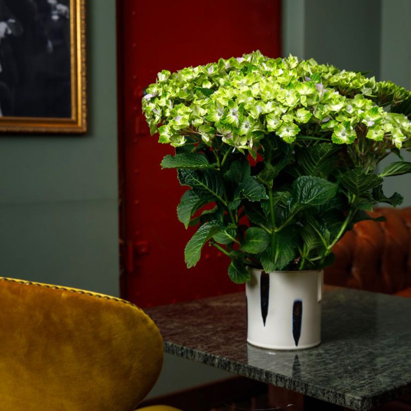 Hydrangea macrophylla Vibrant Verde  (Plant habit)