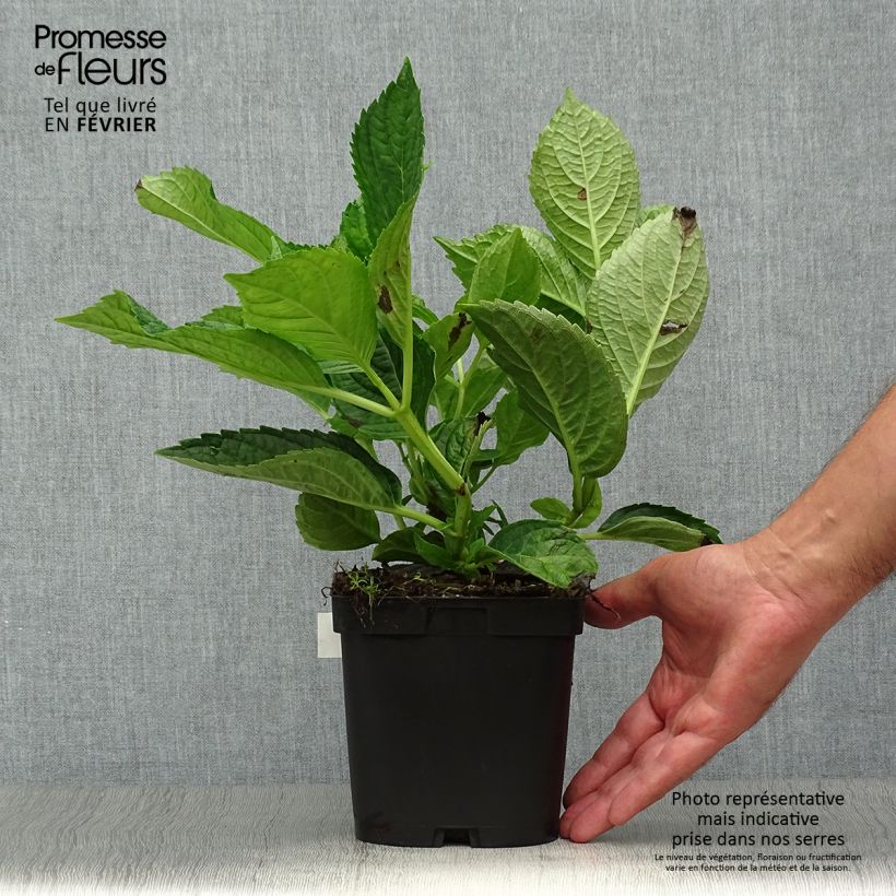 Hydrangea macrophylla Renate Steiniger 2L/3L pot sample as delivered in autumn