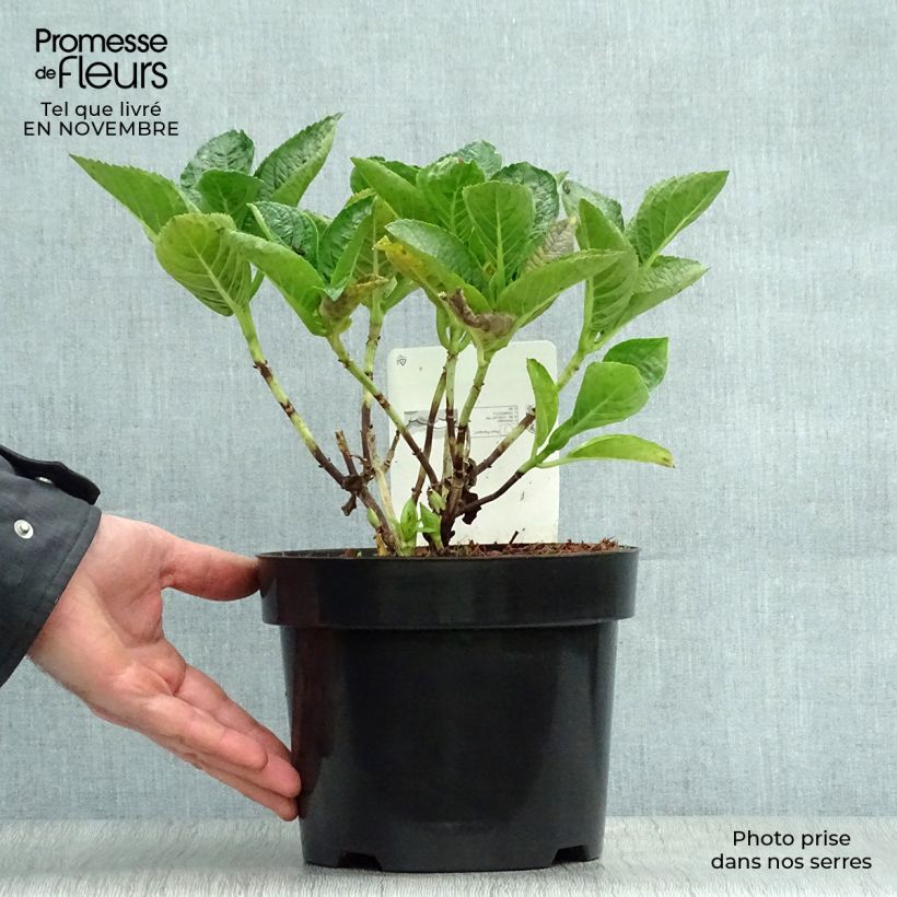 Hydrangea macrophylla Rosita 2L/3L pot sample as delivered in autumn