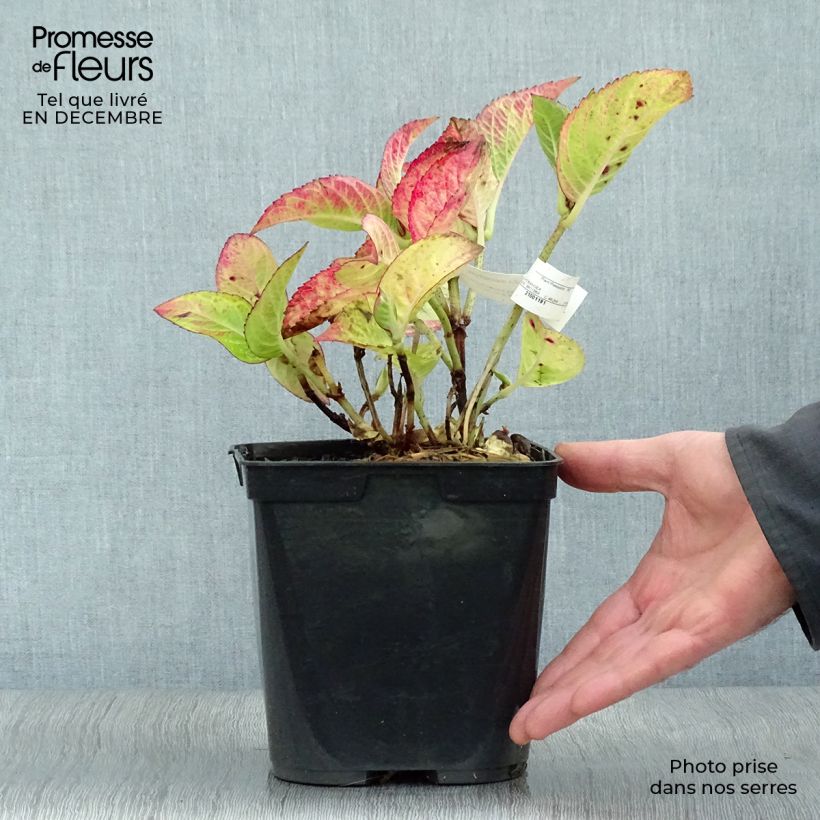 Hydrangea macrophylla Rotschwanz 2L/3L pot sample as delivered in winter