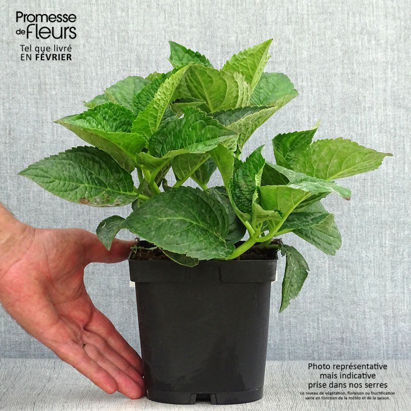 Hydrangea macrophylla Rotschwanz 2L/3L pot sample as delivered in autumn