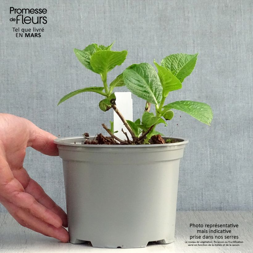 Hydrangea macrophylla Rotschwanz 2L/3L pot sample as delivered in spring