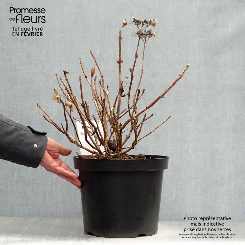 Hydrangea macrophylla Rotschwanz 7.5L/10L pot sample as delivered in winter