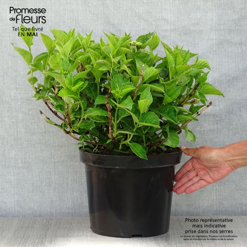 Hydrangea macrophylla Rotschwanz 7.5L/10L pot sample as delivered in spring