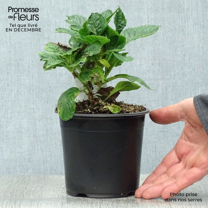 Hydrangea macrophylla Schloss Wackerbarth 3L/4L pot sample as delivered in winter