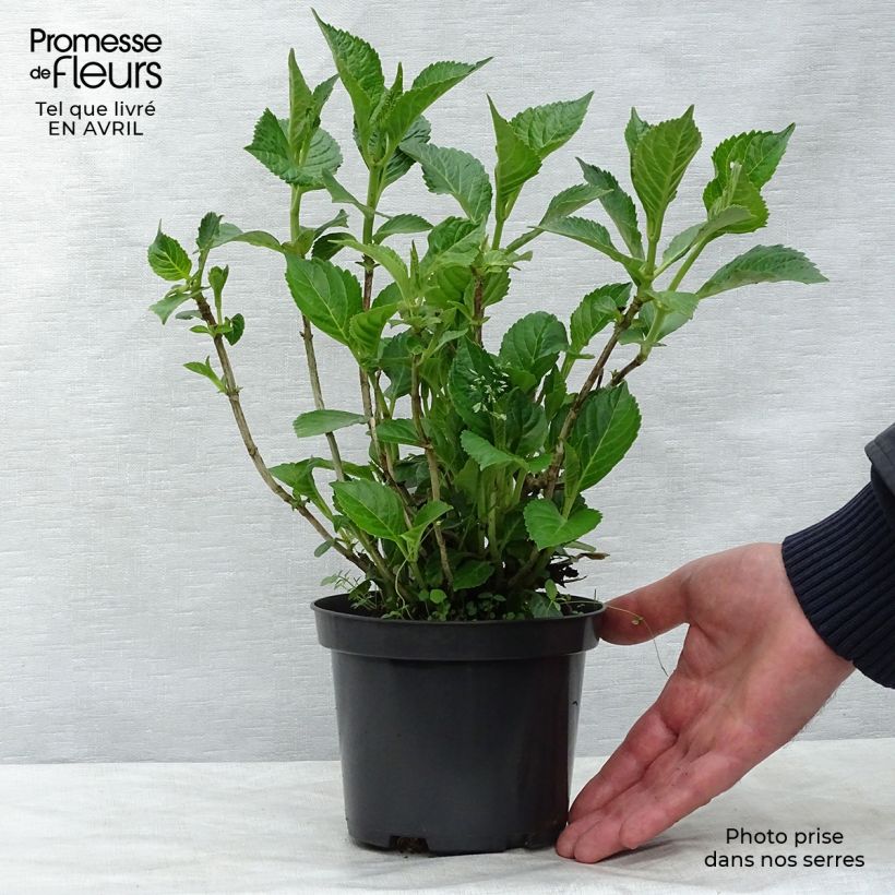 Hydrangea macrophylla Schloss Wackerbarth 3L/4L pot sample as delivered in spring