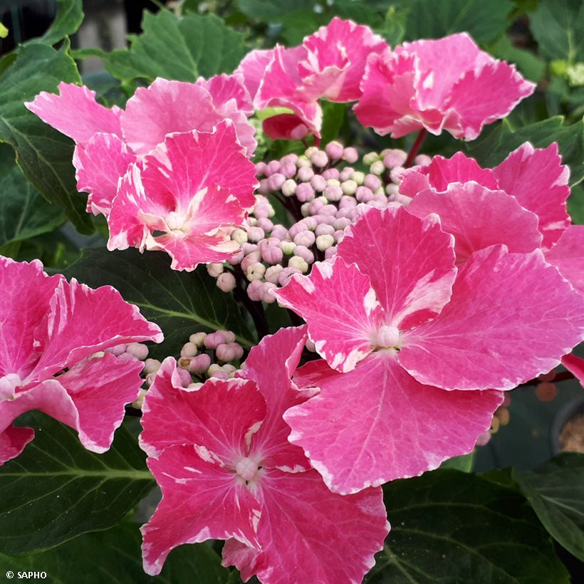 Hydrangea macrophylla So Long Aya (Flowering)