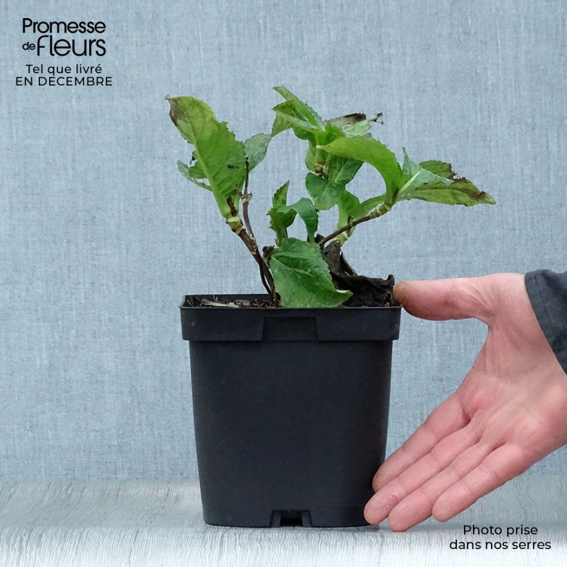 Hydrangea macrophylla So Long Sunny 2L/3L pot sample as delivered in winter