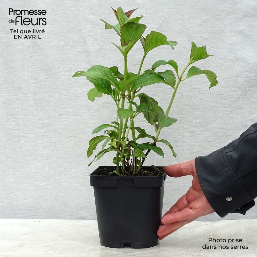 Hydrangea macrophylla So Long Sunny 2L/3L pot sample as delivered in spring