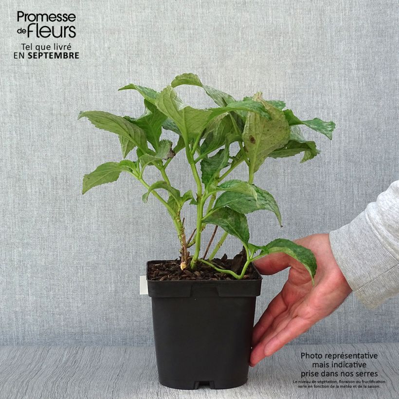 Hydrangea macrophylla So Long Sunny 2L/3L pot sample as delivered in autumn