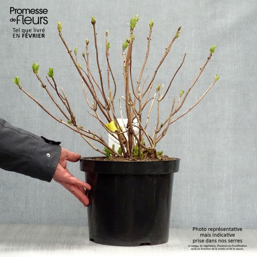 Hydrangea macrophylla Soeur Thérèse 7.5L/10L pot sample as delivered in winter