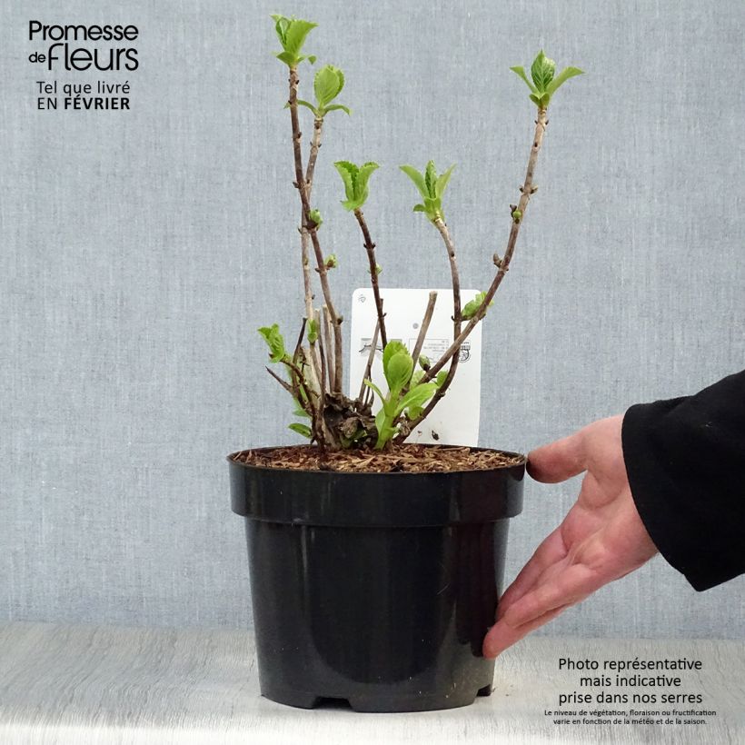 Hydrangea macrophylla Soeur Thérèse 2L/3L pot sample as delivered in winter