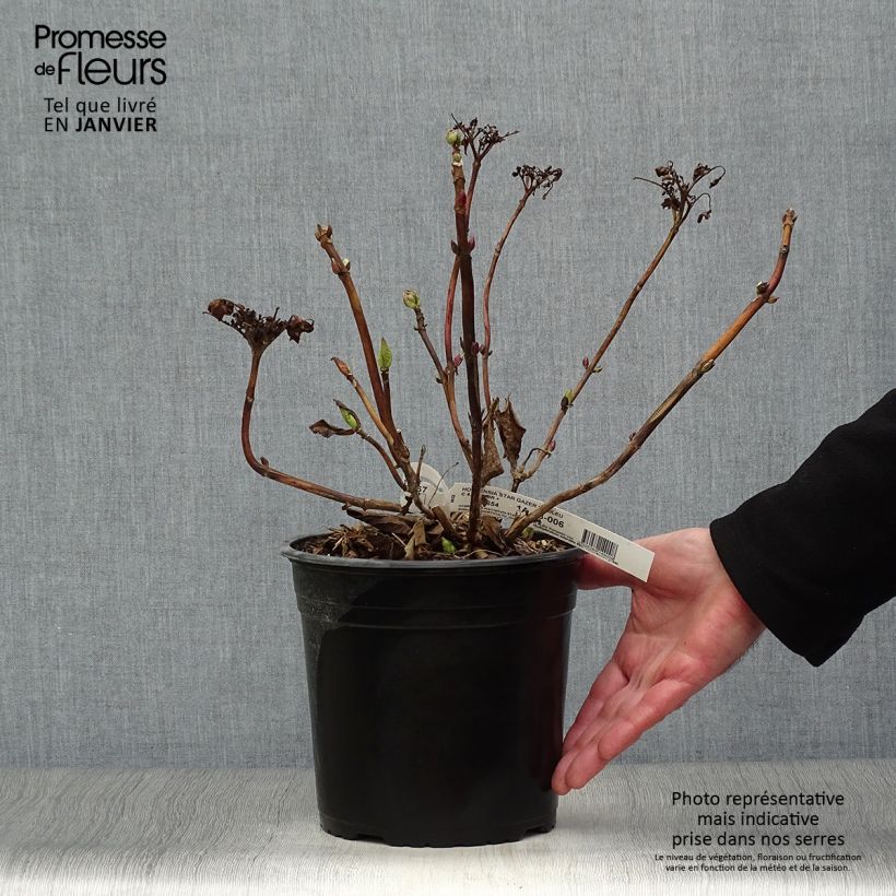 Hydrangea macrophylla Star Gazer Blue 4L/5L pot sample as delivered in winter