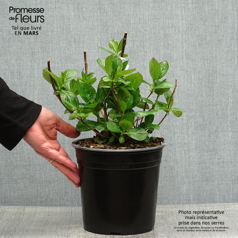 Hydrangea macrophylla Star Gazer Blue 4L/5L pot sample as delivered in spring