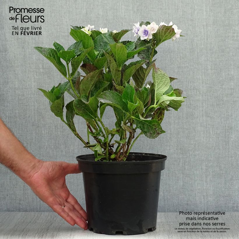 Hydrangea macrophylla Star Gazer 4L/5L pot sample as delivered in autumn
