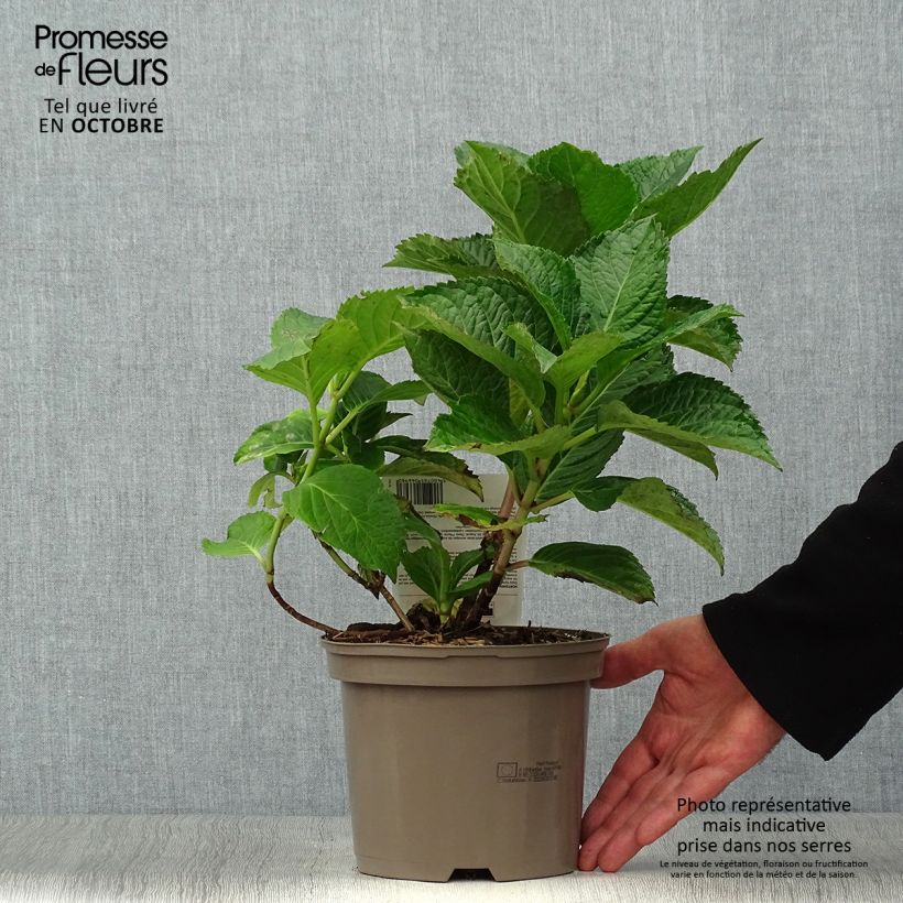 Hydrangea macrophylla Teller Pink 2L/3L pot sample as delivered in autumn