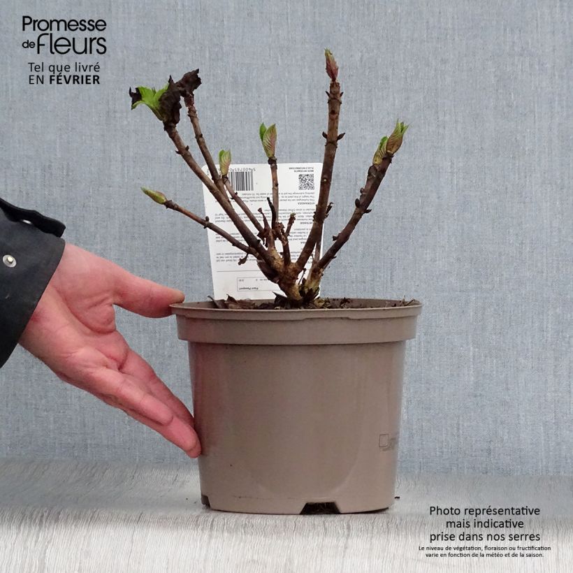 Hydrangea macrophylla Teller Pink 2L/3L pot sample as delivered in winter