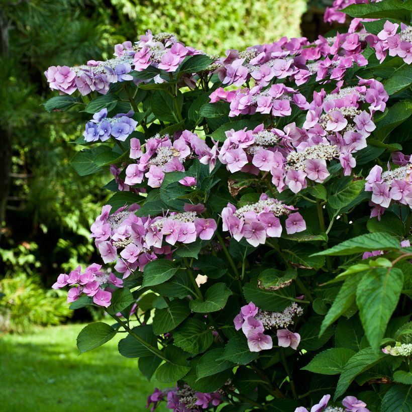 Hydrangea macrophylla Teller Pink (Plant habit)