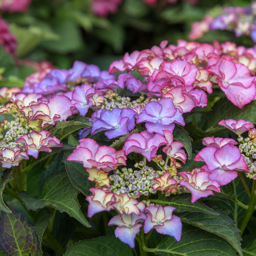 Hydrangea macrophylla Tiffany (Flowering)