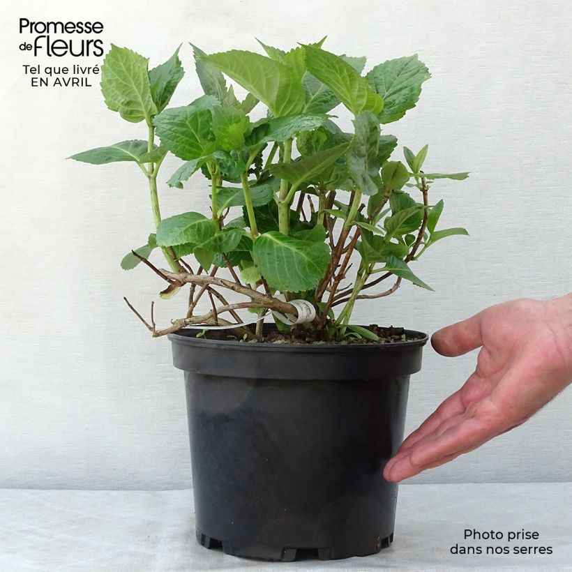 Hydrangea macrophylla Tinkerbell 1.5L/2L pot sample as delivered in spring