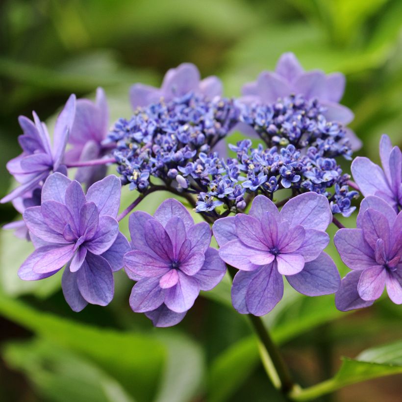 Hydrangea macrophylla Tinkerbell (Flowering)