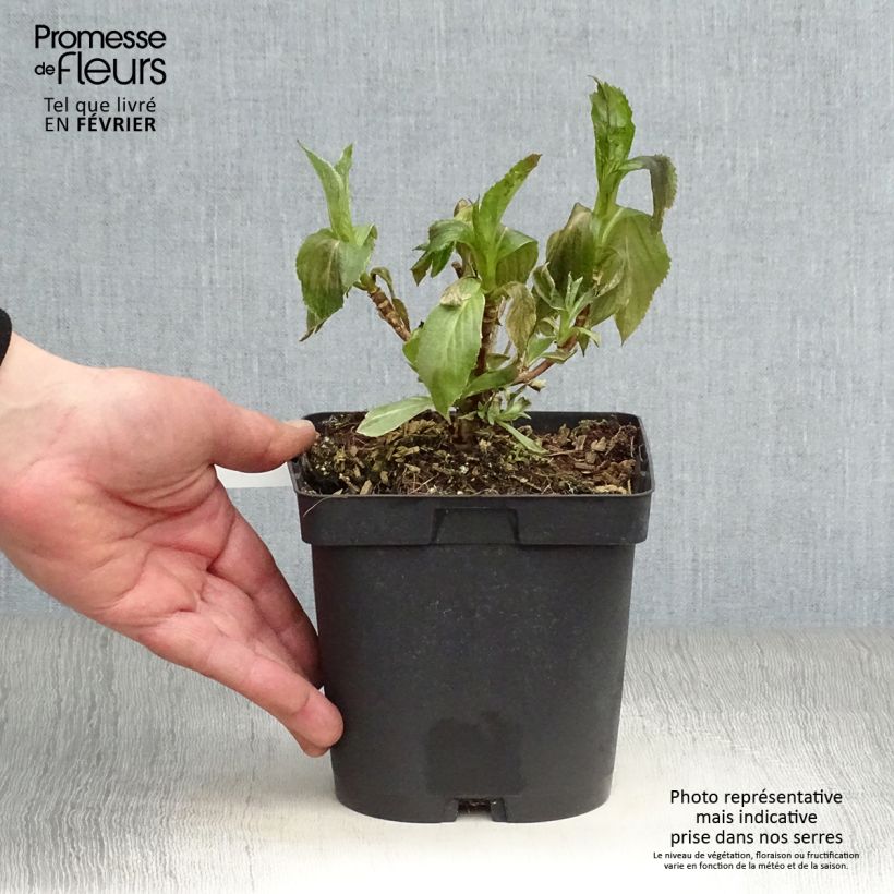 Hydrangea macrophylla Tricolor 2L/3L pot sample as delivered in winter