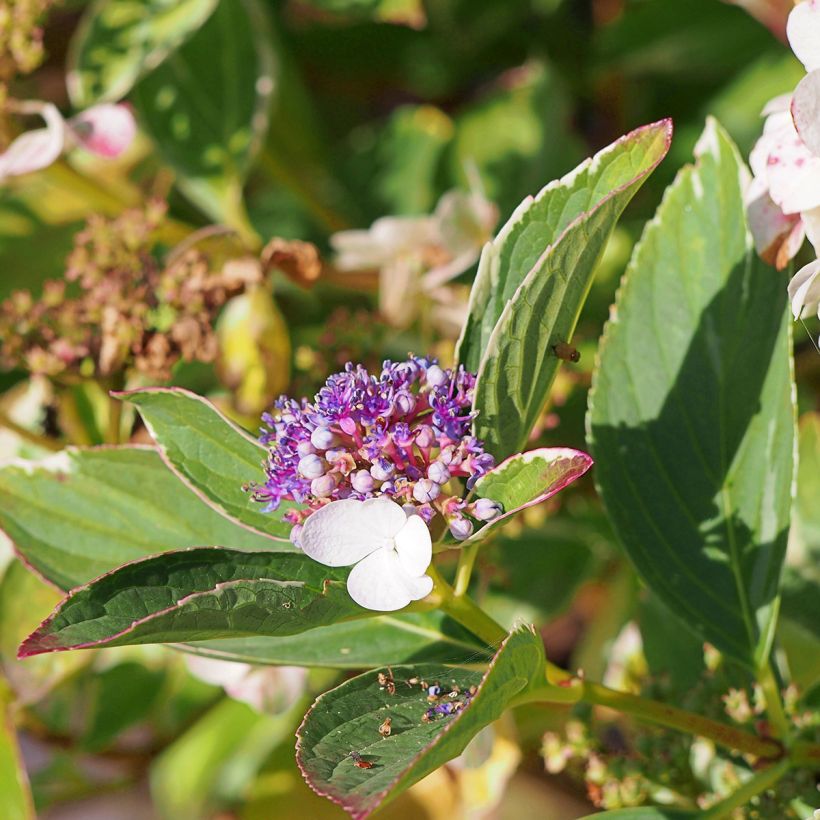 Hydrangea macrophylla Tricolor (Flowering)