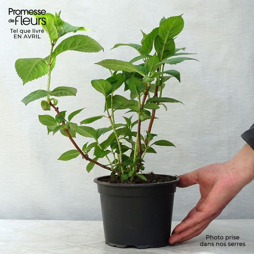 Hydrangea macrophylla Veitchii 2L/3L pot sample as delivered in spring