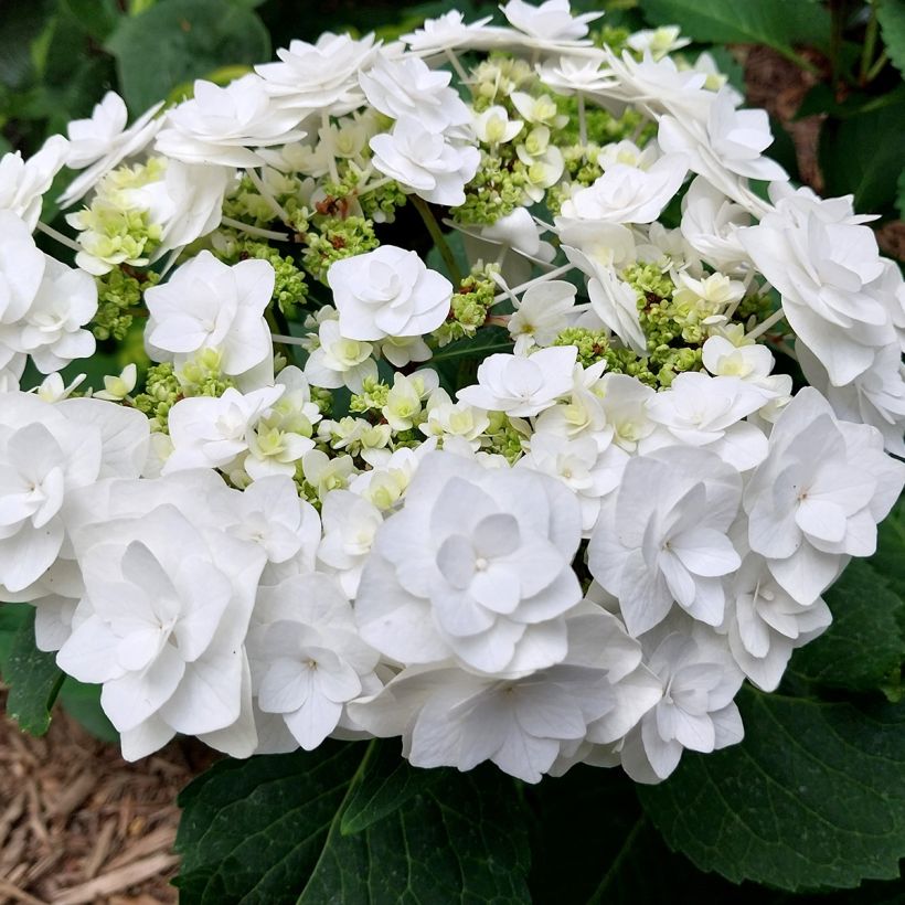 Hydrangea macrophylla Wedding Gown (Flowering)
