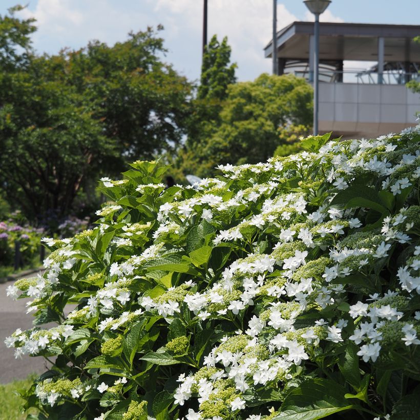Hydrangea macrophylla Wedding Gown (Plant habit)