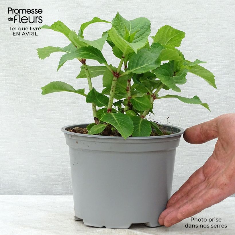 Hydrangea macrophylla Wedding Gown 1.5L/2L pot sample as delivered in spring