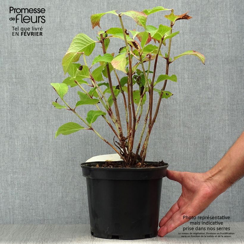 Hydrangea macrophylla Wedding Gown 4L/5L pot sample as delivered in autumn