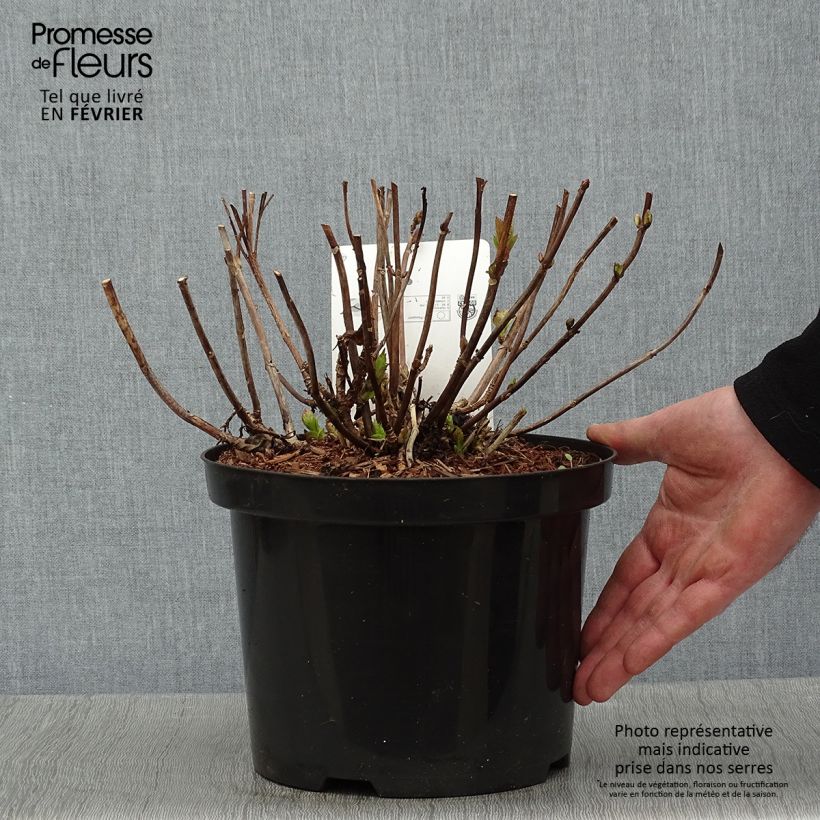 Hydrangea macrophylla Wudu sample as delivered in winter