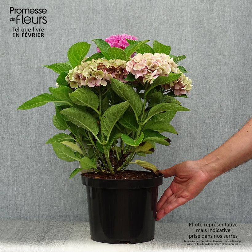 Hydrangea macrophylla Xian 4L/5L pot sample as delivered in autumn