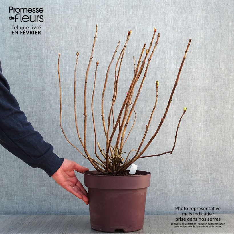 Hydrangea macrophylla Xian 7.5L/10L pot sample as delivered in winter