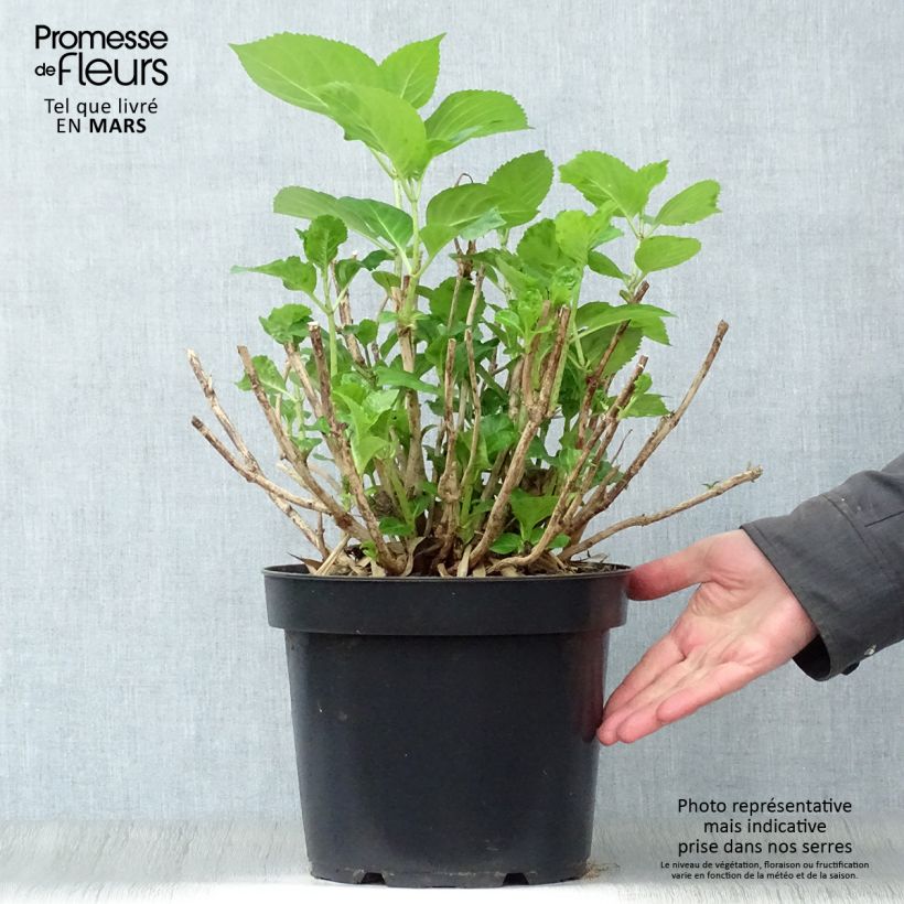 Hydrangea macrophylla Xian 7.5L/10L pot sample as delivered in spring