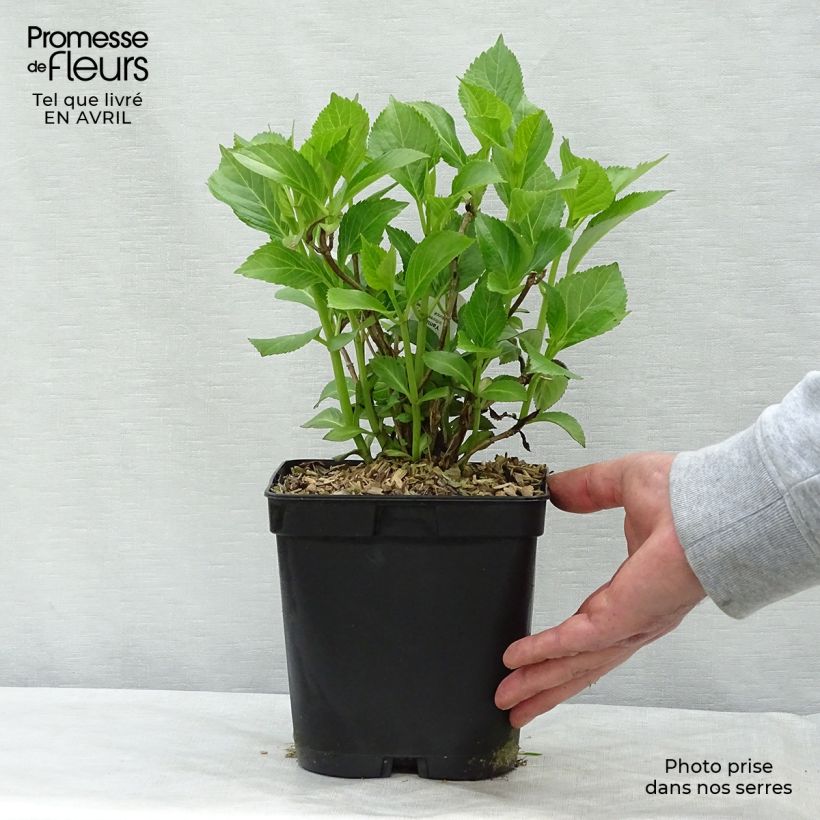 Hydrangea macrophylla Yamato 2L/3L pot sample as delivered in spring