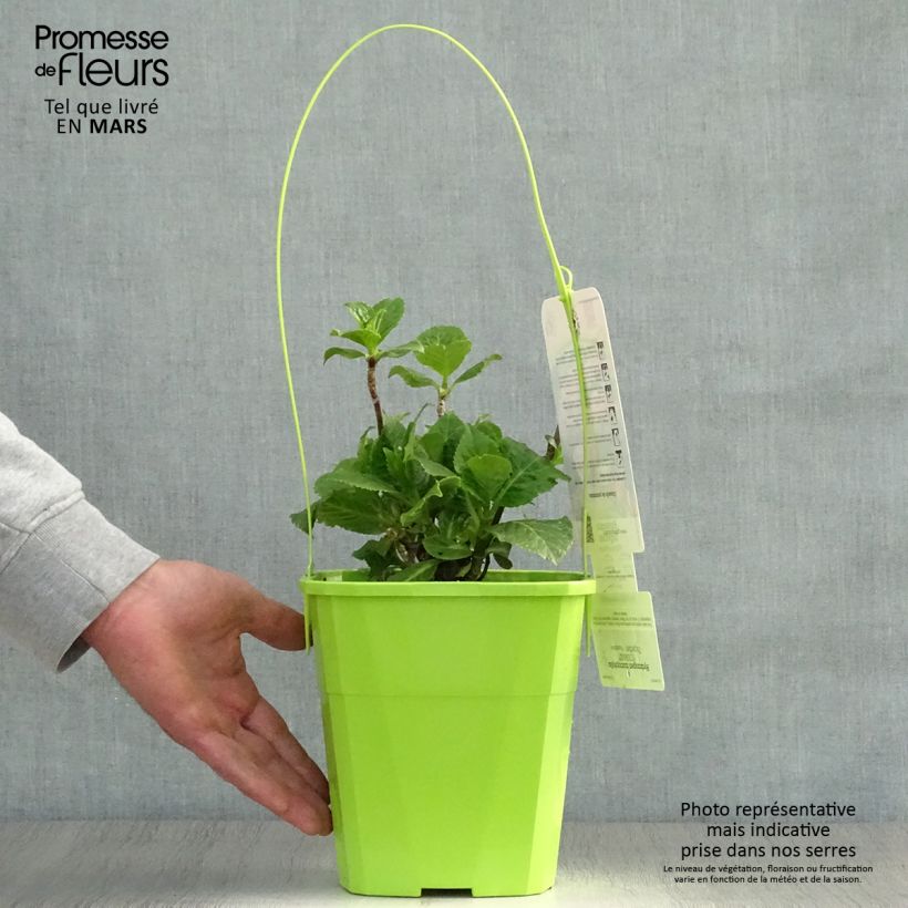 Hydrangea macrophylla You and Me Together 3L/4L pot sample as delivered in spring