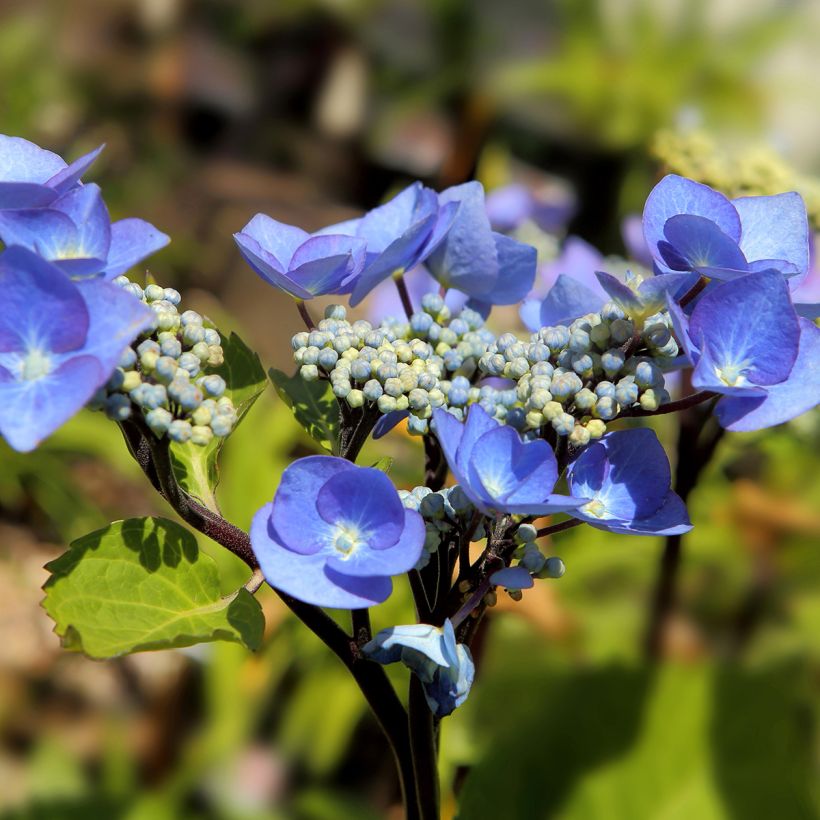 Hydrangea macrophylla Zorro bleu (Flowering)