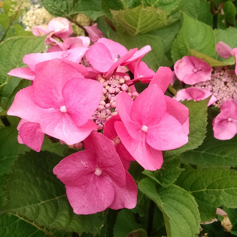 Hydrangea macrophylla Zorro (Flowering)