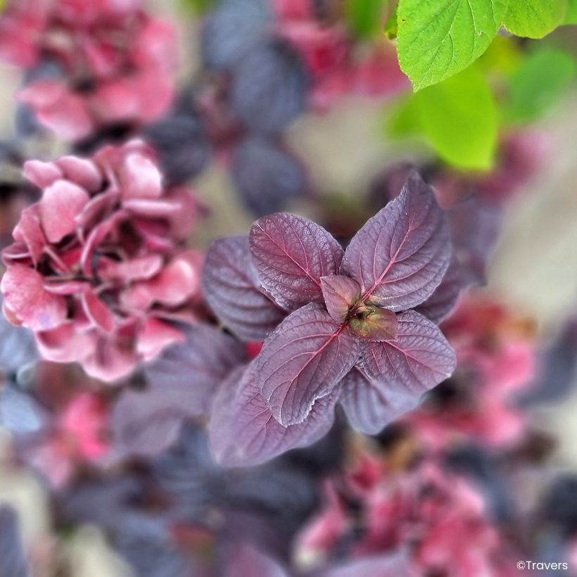 Hydrangea macrophylla x serrata BLACK VELVET® (Foliage)